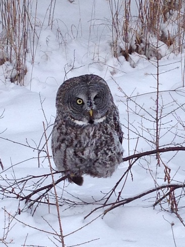 Lonely owl Thompson, Manitoba Canada