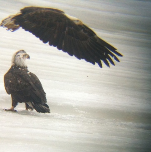 The Eagles have landed Rennie, Manitoba Canada
