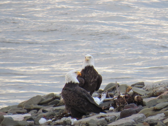 Two beautiful eagles Sydney Mines, Nova Scotia Canada
