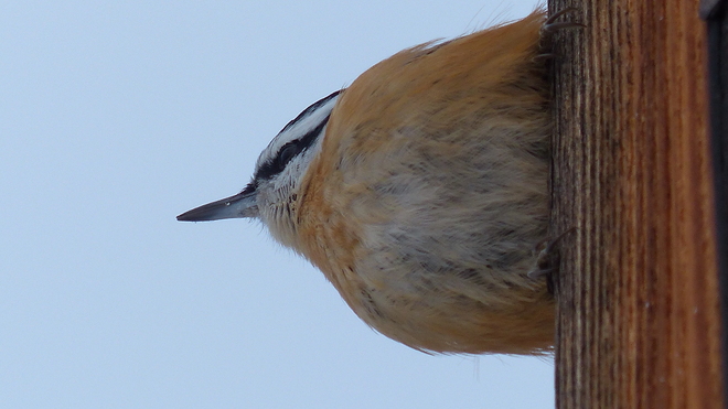 Nuthatch Grand Forks, British Columbia Canada