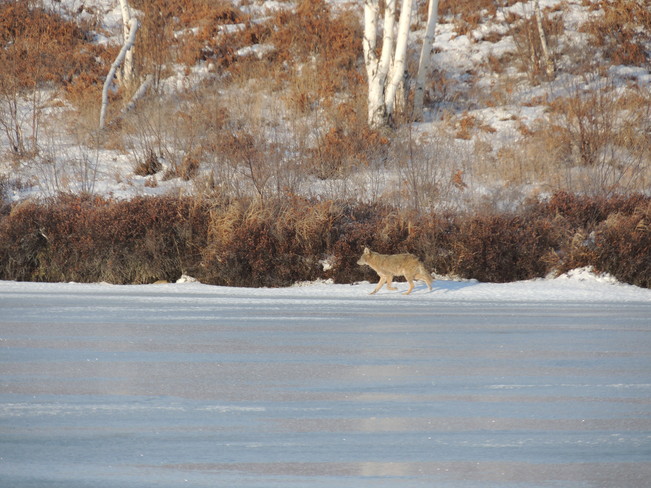 Coyote on kalmo beach Blezard Valley, Ontario Canada