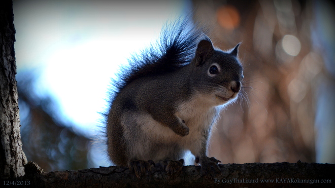 Squirrel Penticton, British Columbia Canada