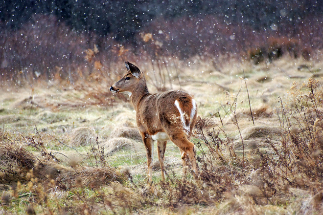 deer in falling snow Kingston, Ontario Canada