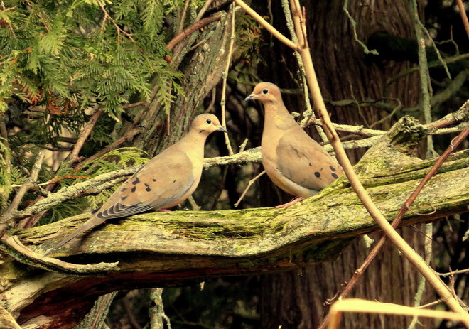 Mourning Doves Hastings, Ontario Canada