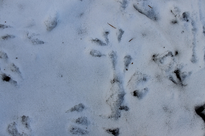 Footprints Langford, British Columbia Canada