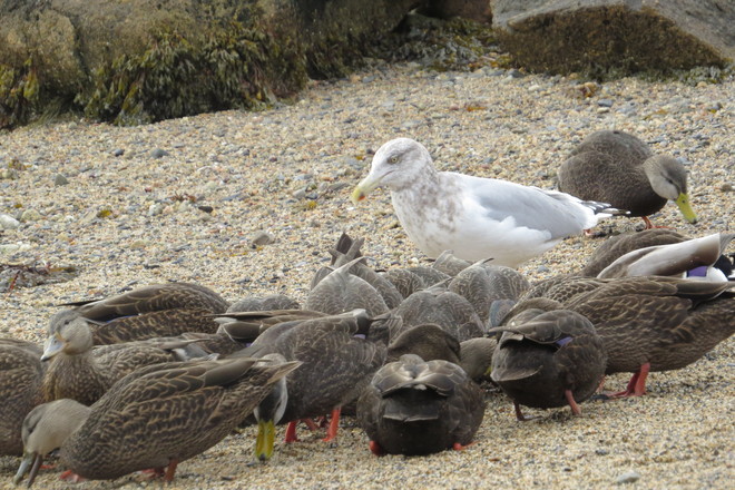Gully the Herring Gull is Out Numbered :) Chester, Nova Scotia Canada