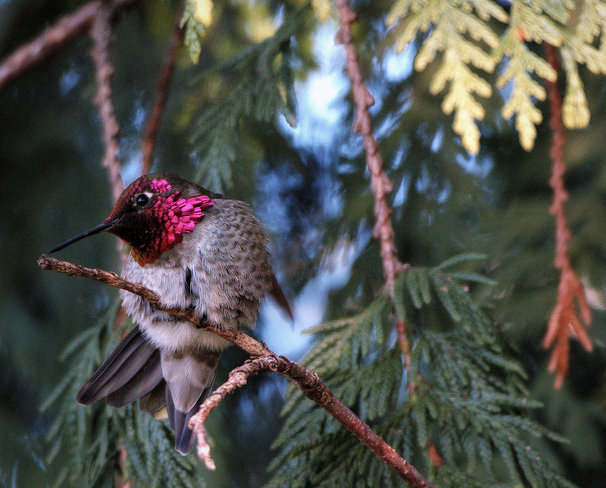 Anna's Hummingbird Delta, British Columbia Canada