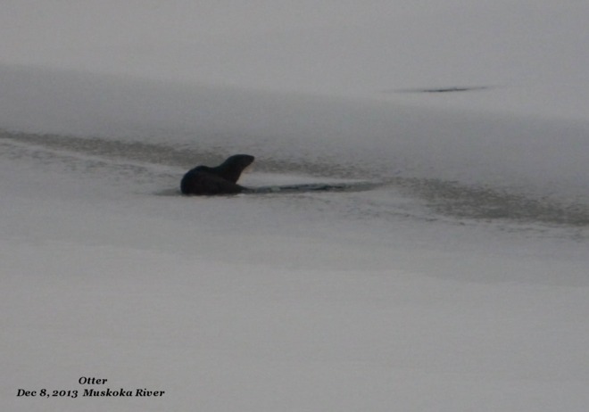 Otter Bracebridge, Ontario Canada