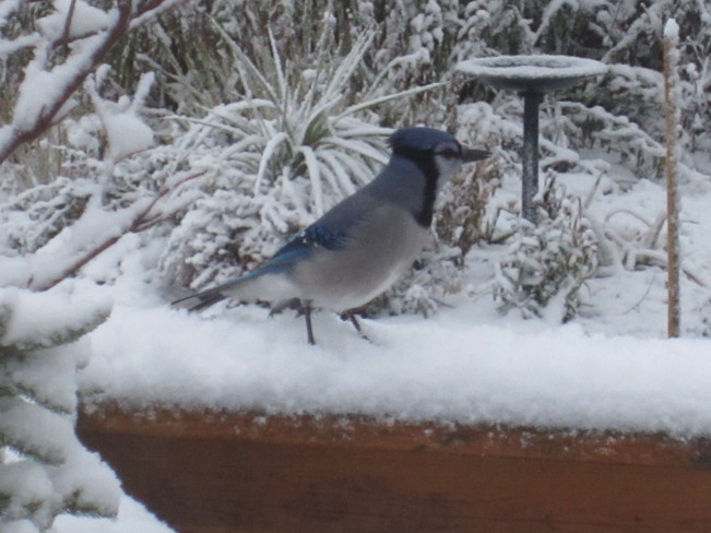 Hungry Bluejay 