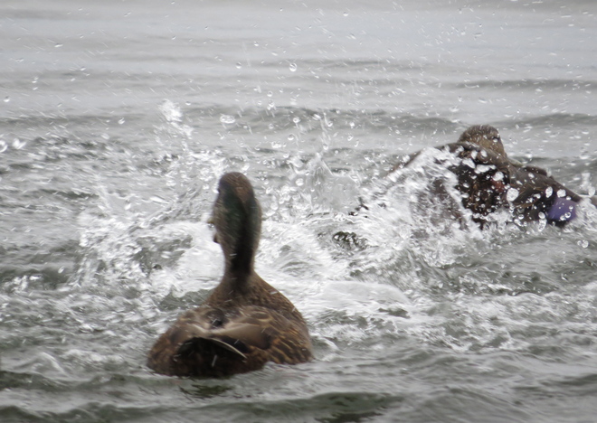 Splashing Ducks! Chester, Nova Scotia Canada