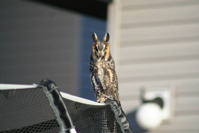 Owl Airdrie, Alberta Canada
