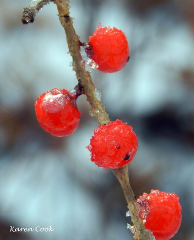 Ice berries Kingston, Nova Scotia Canada