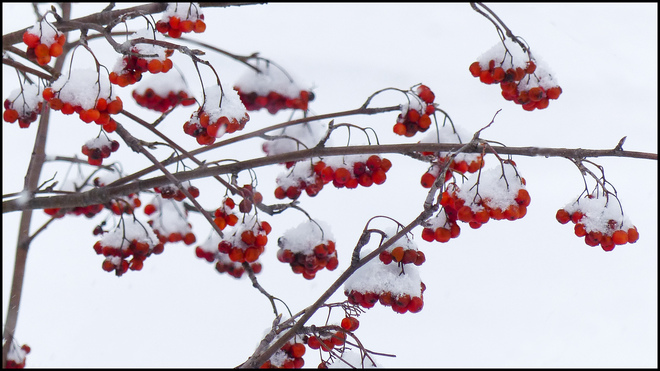 Elliot Lake red berries after the snow storm. Elliot Lake, Ontario Canada