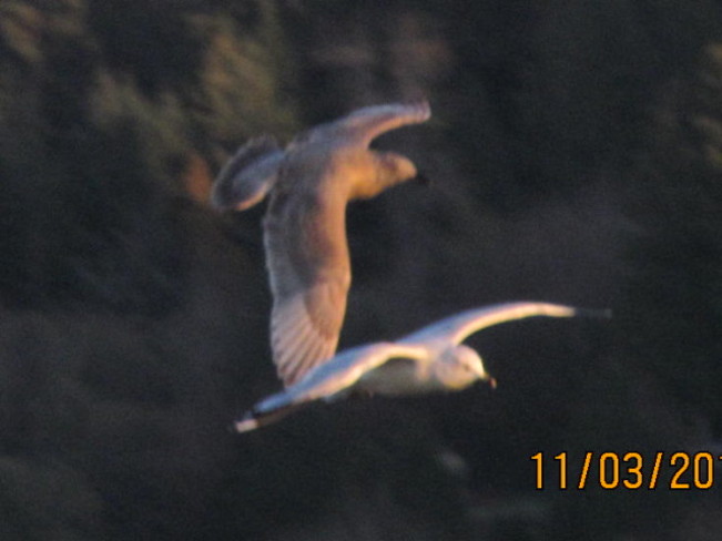 Two Seagulls in flight Crescent Beach, British Columbia Canada