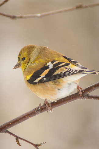 American Goldfinch Thornbury, Ontario Canada