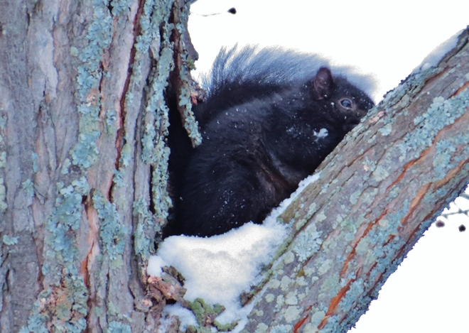 Squirrel hangs on for dear life during squall! North Bay, Ontario Canada