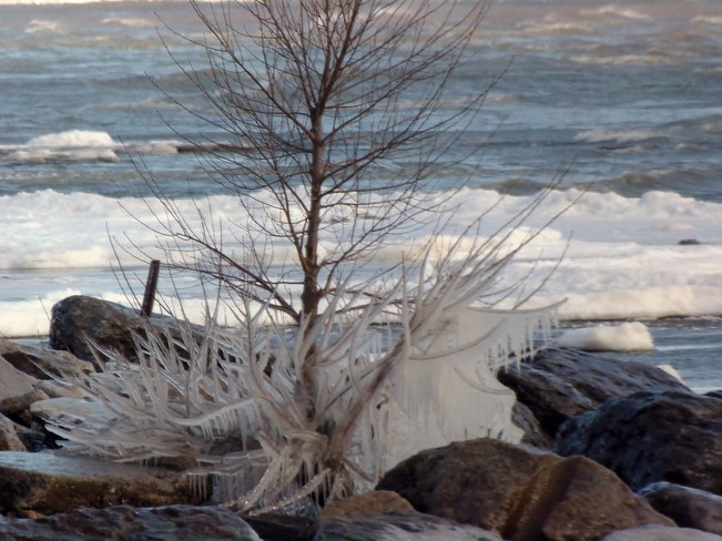 Iced Tree! Crystal Beach, Ontario Canada