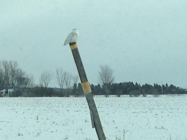 Snowy Owl on Fallowfield Barrhaven, Ontario Canada