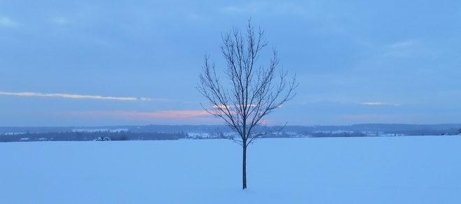 One tree stands alone Plantagenet, Ontario Canada