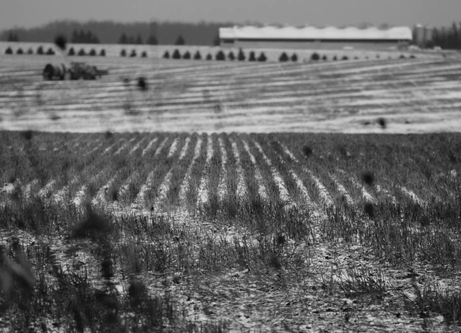 Patchwork Field Woodstock, Ontario Canada