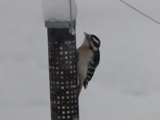Downy woodpecker Shelburne, Nova Scotia Canada