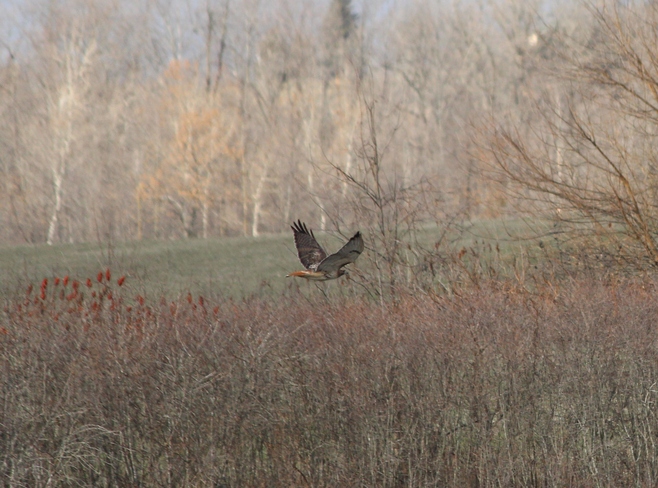 red tailed hawk Colborne, Ontario Canada
