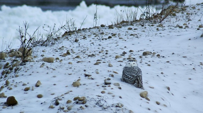 Snowy Owl Goderich, Ontario Canada