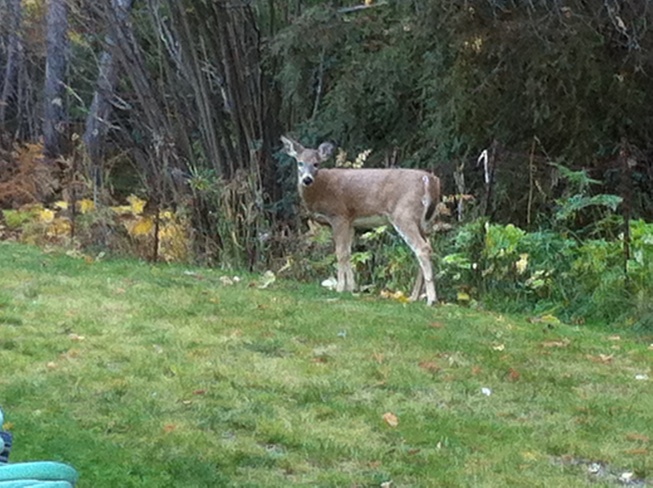 Bambi Castlegar, British Columbia Canada