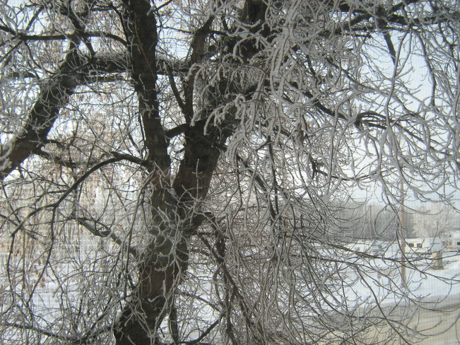 ice on trees Okotoks, Alberta Canada