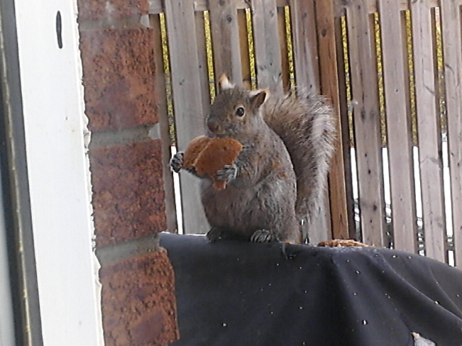 Hungry Squirrel Burlington, Ontario Canada