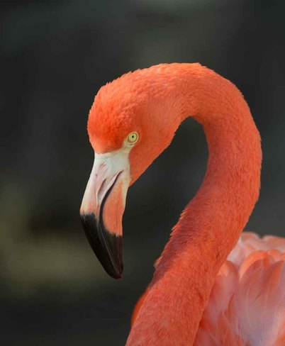 Pink Flamingo New Orleans, Louisiana United States