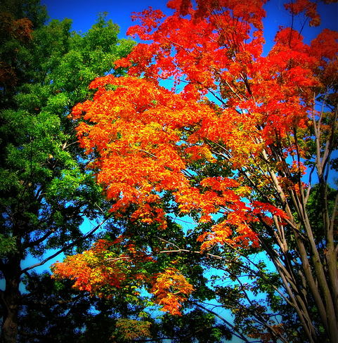 Fall colors Mississauga, Ontario Canada