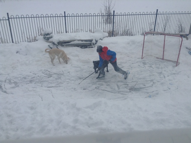 Hockey with dogs during snowfall Oakville, Ontario Canada