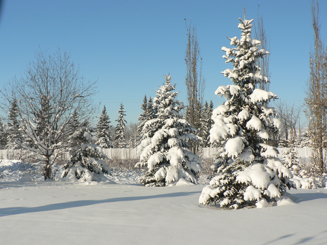 Snowfall Spruce Grove, Alberta Canada