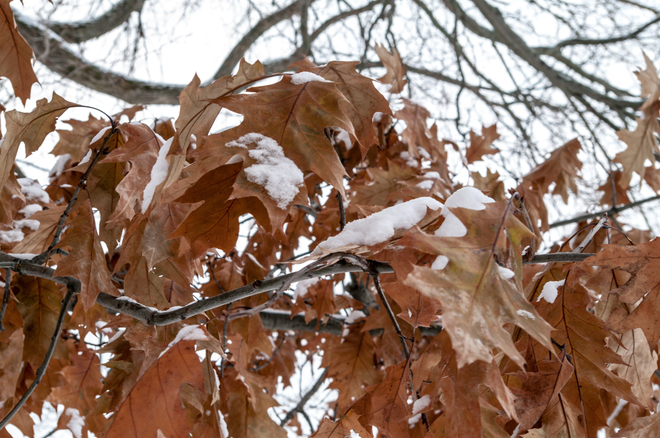 Oak Leaves with Snow Fredericton, New Brunswick Canada