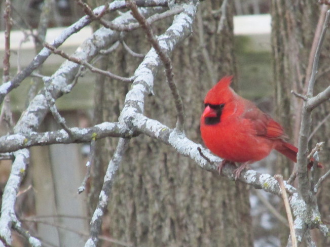 Beautiful Male Northern Cardinal Burlington, Ontario Canada