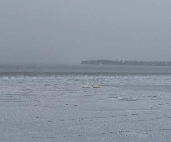 Snow Geese on Lake Simcoe Lefroy, Ontario Canada
