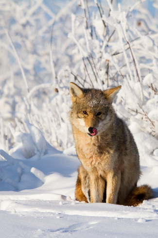 Cold Coyote Edmonton, Alberta Canada