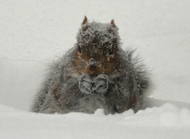 Snowy Squirrel Dec 15 2013 Minto, New Brunswick Canada