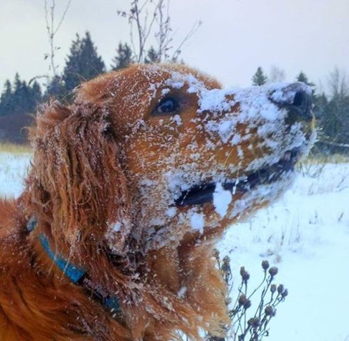 Stanley Dashing Though The Snow Canning, Nova Scotia Canada