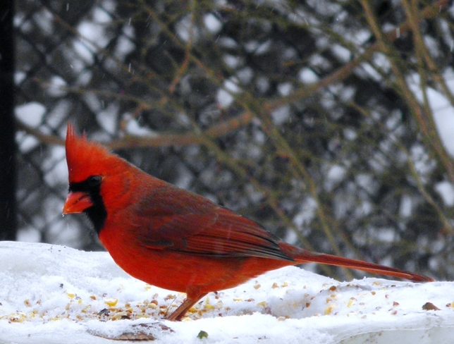 up close and cardinal Brampton, Ontario Canada