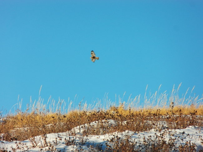 a hawk up at nose hill park Calgary, Alberta Canada