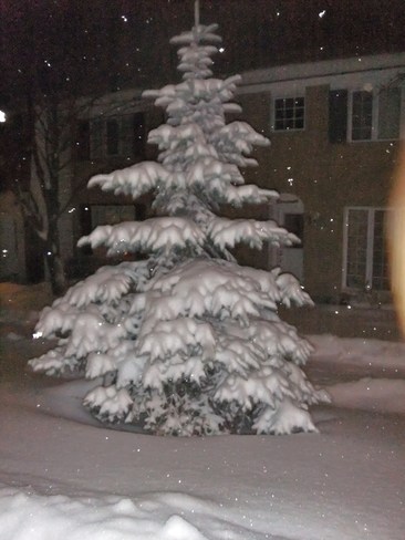 Snow-laden beauty Ottawa, Ontario Canada