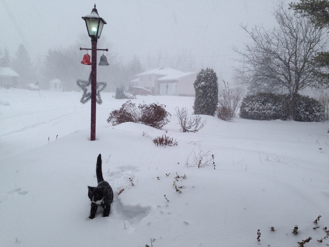 Kitty's first snowstorm Shediac, New Brunswick Canada