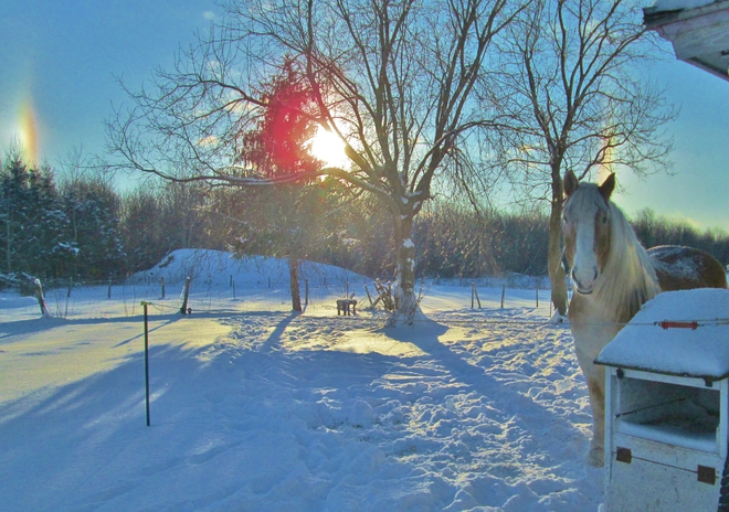 Sun dogs and a horse Farnham, Quebec Canada