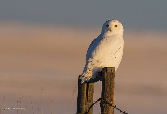 male Snowy Owl at sunset High River, Alberta Canada