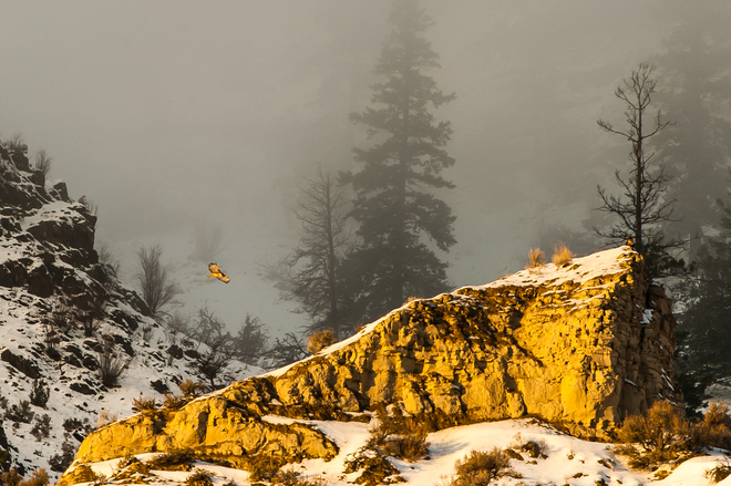 Hawk Hunting Over Surreal Landscape Kamloops, British Columbia Canada