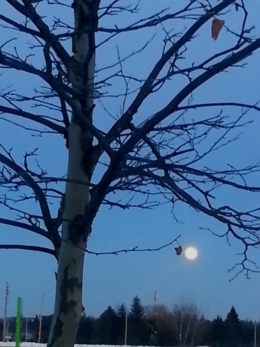 The moon and tree Markham, Ontario Canada