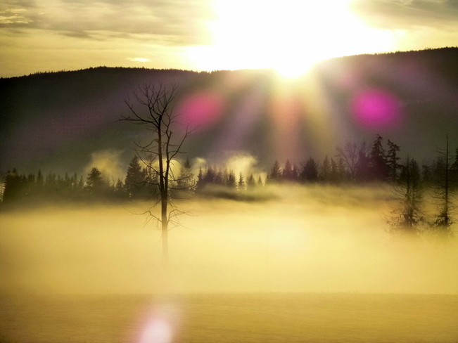 low mist in field on Hwy 97B Salmon Arm, British Columbia Canada