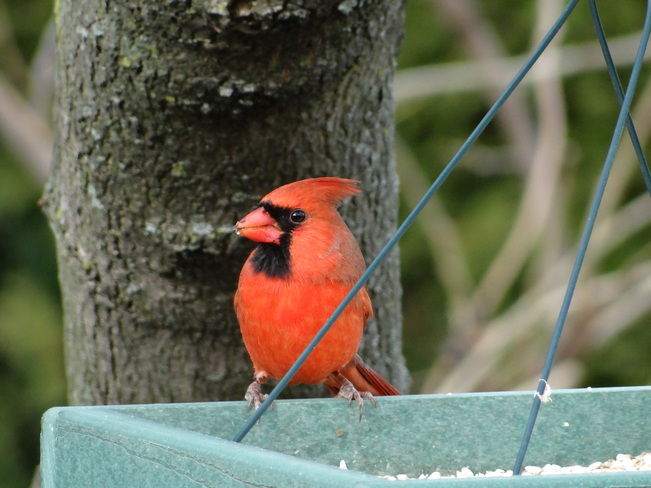 Cardinal "Morning feed" St. Catharines, Ontario Canada